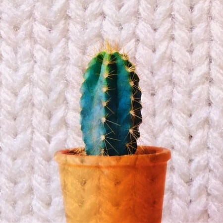 Syntra cactus